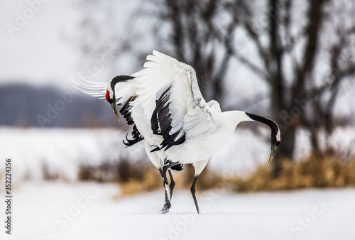 Two Japanese Cranes are dancing on the snow. Japan. Hokkaido. Tsurui.  photo