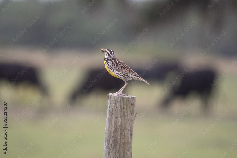 Naklejka premium Eastern Meadow Lark