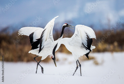 Two Japanese Cranes are dancing on the snow. Japan. Hokkaido. Tsurui.  photo