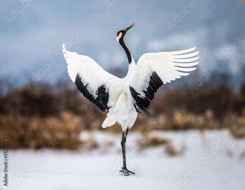Принти на полотні Japanese crane performs mating dance in the snow