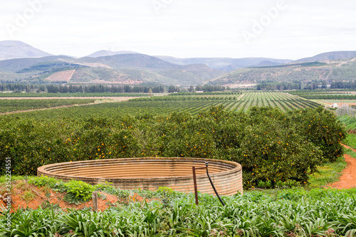 Citrus orchards in Patensie South Africa photo