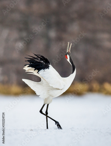 Canvastavla Japanese crane performs its mating dance alone