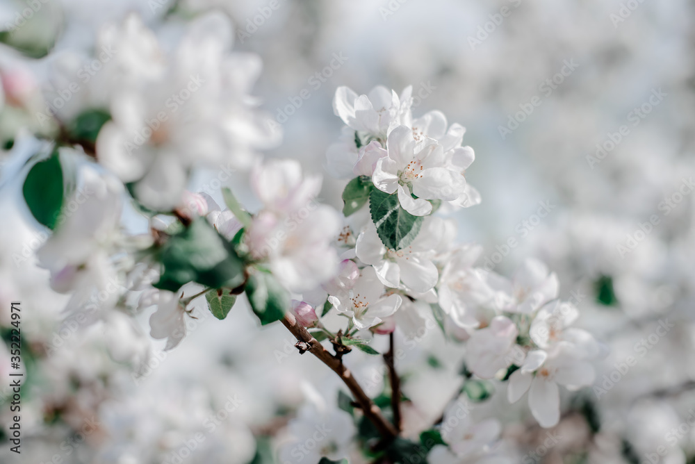 Blooming apple tree in the garden,
white flowers on a green background Blooming apple tree in the garden,
white flowers on a green background