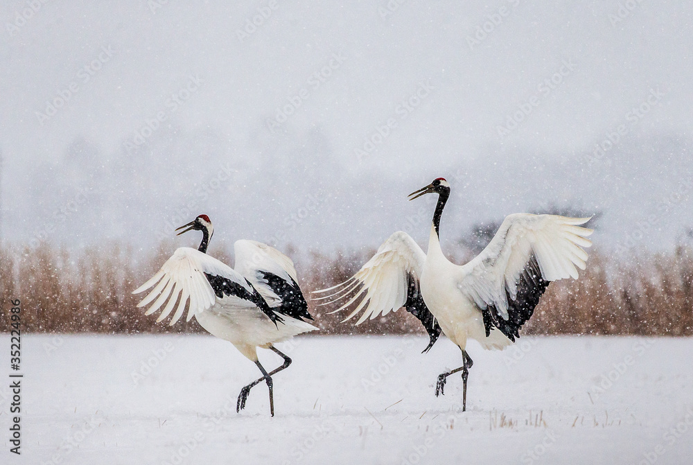 Two Japanese Cranes are dancing on the snow. Japan. Hokkaido. Tsurui. Two Japanese Cranes are dancing on the snow. Japan. Hokkaido. Tsurui.