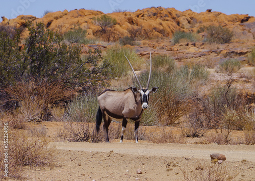 Oryxantilopen im Naturreservat im Augrabies Falls National Park Südafrika photo