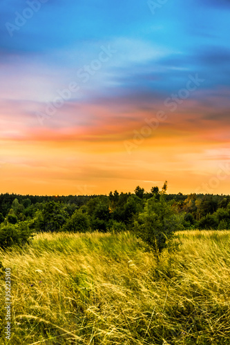 beautiful sunset over the meadow