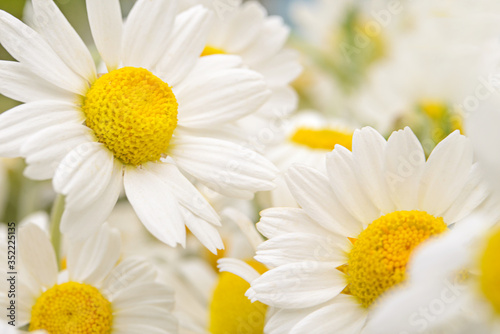 Beautiful bouquet of chamomile  background.