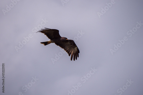 Snail Kite