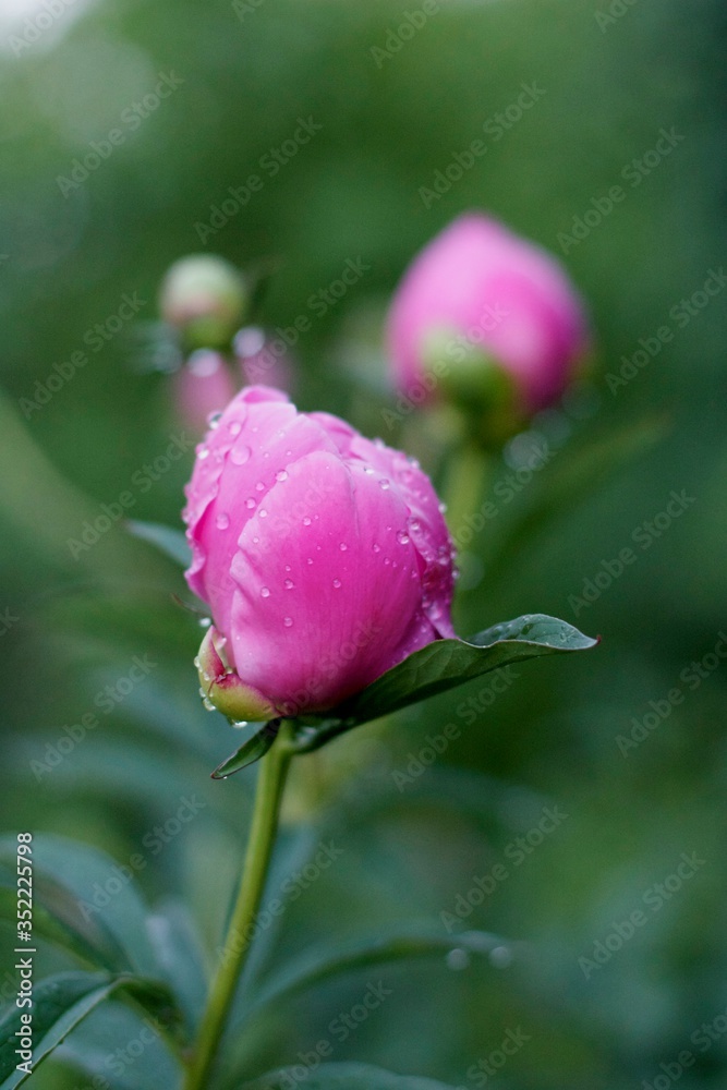 summer flower power force of naturepeony, pionium pink summer flower power force of naturepeony, pionium pink