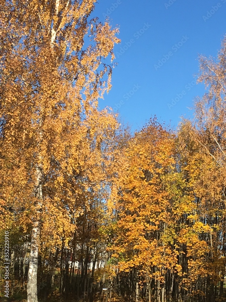 autumn in the forest autumn in the forest
