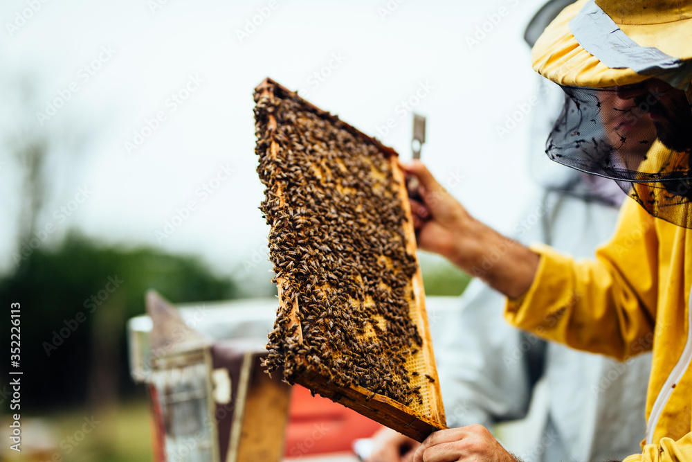 Inspecting bee hive frame Inspecting bee hive frame