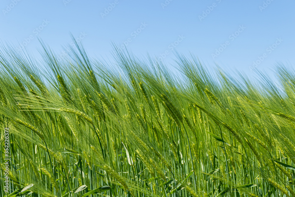 Barley field in spring under blue sky