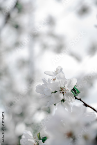 Blooming apple tree in the garden, white flowers on a green background © Anna