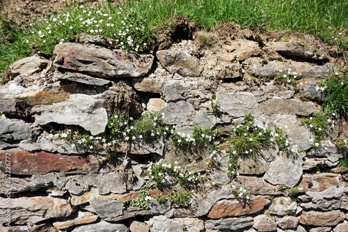 Photos Muretto a secco fiorito