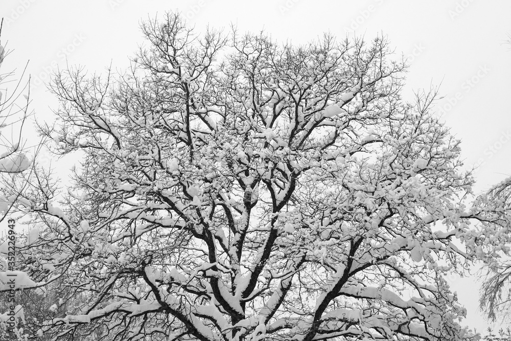 Winter snow-covered tree crown. Silhouette of tree branches in winter Winter snow-covered tree crown. Silhouette of tree branches in winter