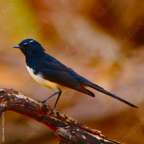 Canvas Print A willie wagtail - square