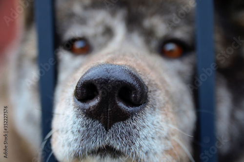 A black nose of a gray dog ​​shifting its head through the bars of the fence.
