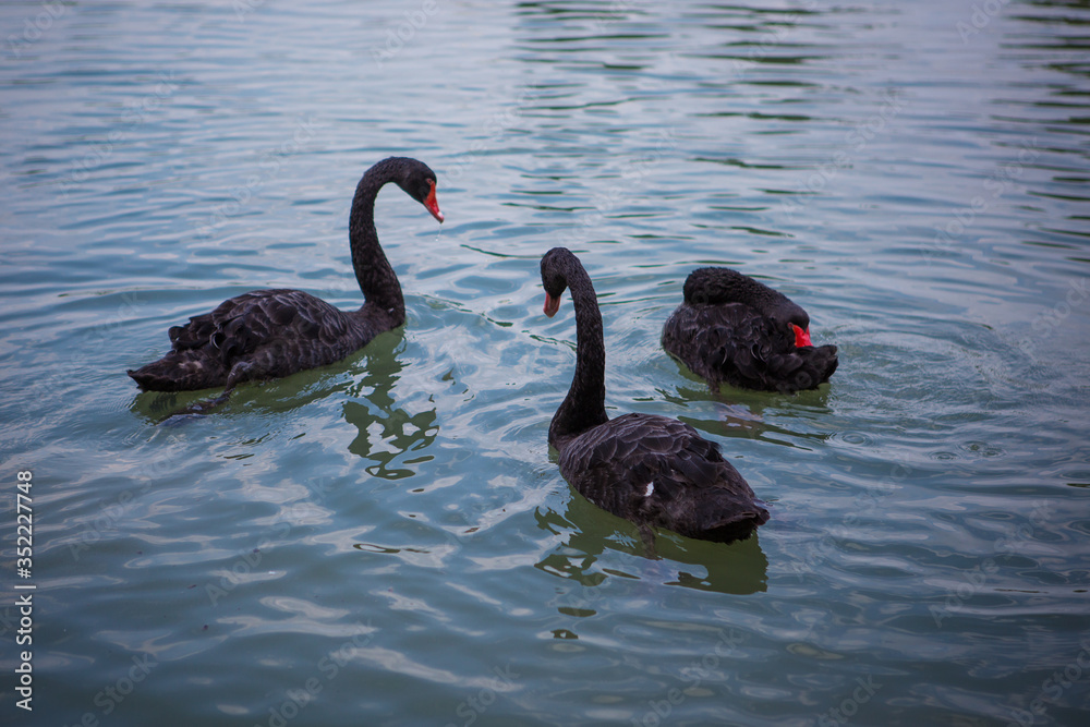 Fototapeta premium black swans swim in the lake