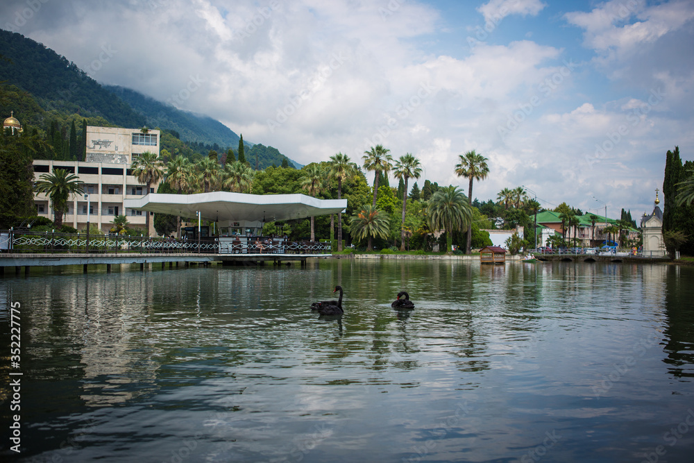 Obraz premium black swans swim in the lake