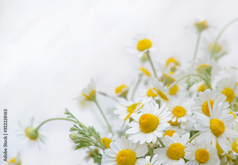 Obraz premium Beautiful bouquet of chamomile, background.