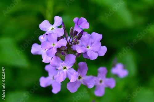Flowers Hesperis vechernitsa night violet (hesperis matronalis) photo