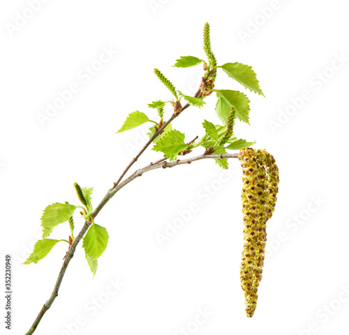 Spring birch branch with catkins.