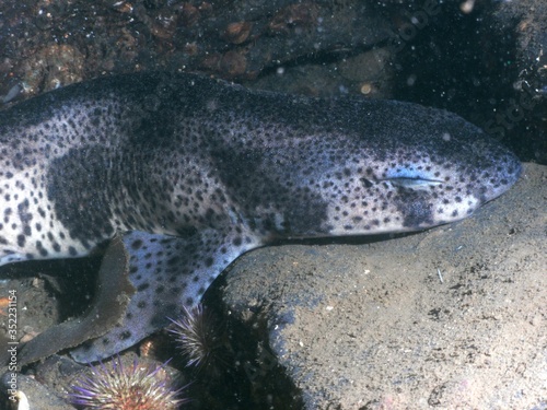 Sleeping Scottish catshark having a snooze in Loch Fyne.