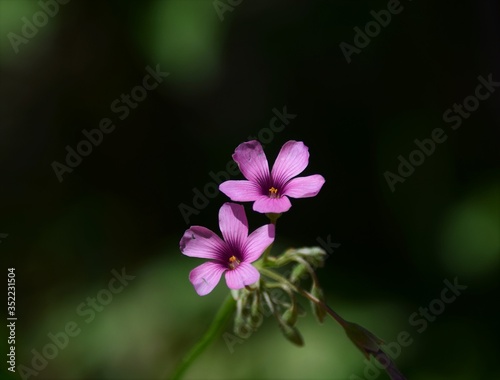 flower of a lilac