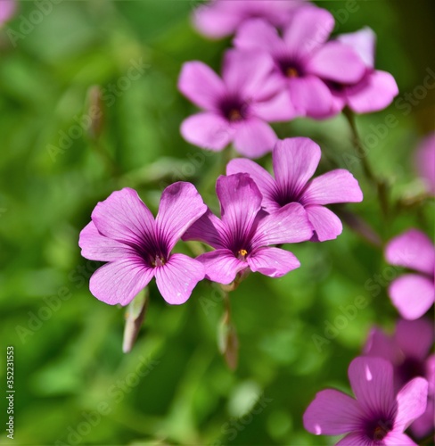 close up of pink flower
