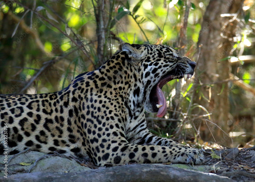 Jaguar (Panthera onca) Lying on the Ground, Yawning with Mouth Wide Open. Pantanal, Brazil Jaguar (Panthera onca) Lying on the Ground, Yawning with Mouth Wide Open. Pantanal, Brazil