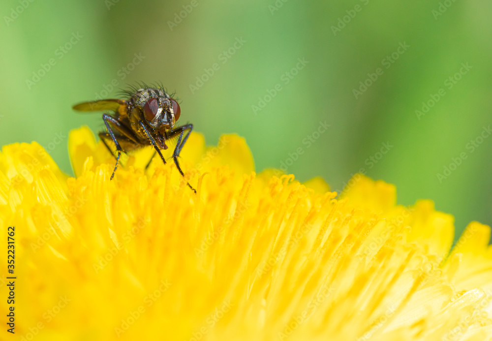 The macro shot of the beautiful fly like bee eating nectar on the yellow dandelion flower in the sunny summer or spring weather The macro shot of the beautiful fly like bee eating nectar on the yellow dandelion flower in the sunny summer or spring weather