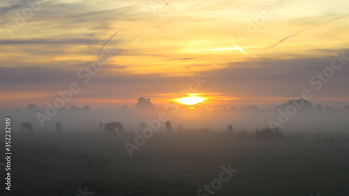 Koeien in ochtendmist. Cows in moring fog photo