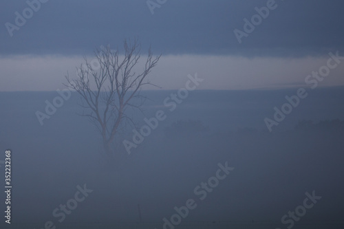 tree in early morning fog, boom in ochtendmist photo