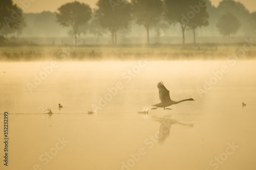 muted swan taking off from the lake, knobbelzwaan vliegt weg photo