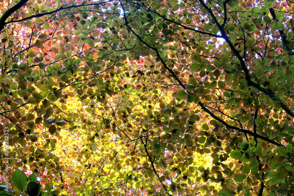A photograph looking upwards in a woodland towards the vibrant colorful leaves of a large old beech tree. Variety of colors - red, orange, yellow and green, on a beautiful sunny day. A photograph looking upwards in a woodland towards the vibrant colorful leaves of a large old beech tree. Variety of colors - red, orange, yellow and green, on a beautiful sunny day.