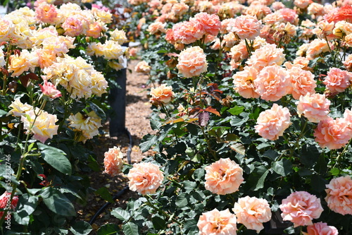 rose garden aramaki itami photo