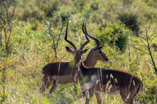 Fototapeta Naklejka Na Ścianę i Meble -  a pair of brown antelopes enjoy the evening sun