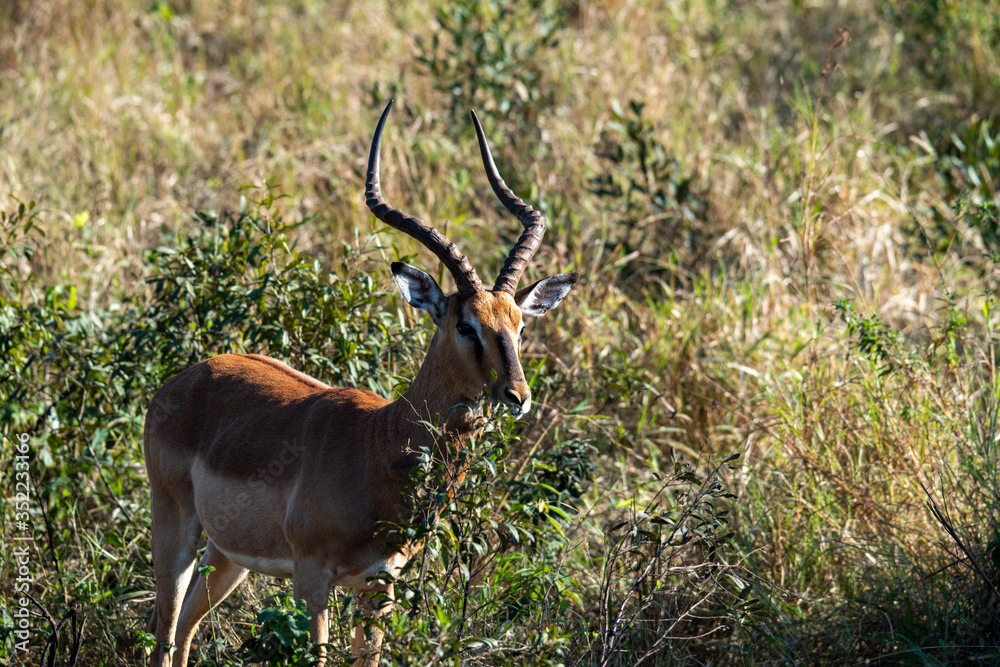 Naklejka premium alert brown antelope tweaking grass at sunset in the forest