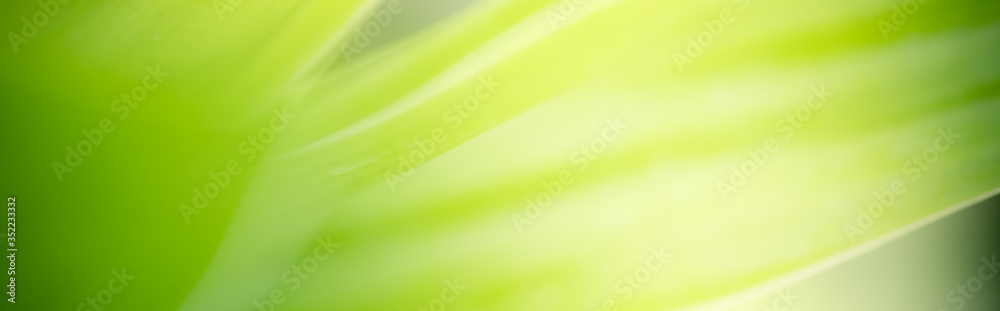 Amazing nature view of green leaf on blurred greenery background in garden and sunlight with copy space using as background natural green plants landscape, ecology, fresh wallpaper concept. Amazing nature view of green leaf on blurred greenery background in garden and sunlight with copy space using as background natural green plants landscape, ecology, fresh wallpaper concept.