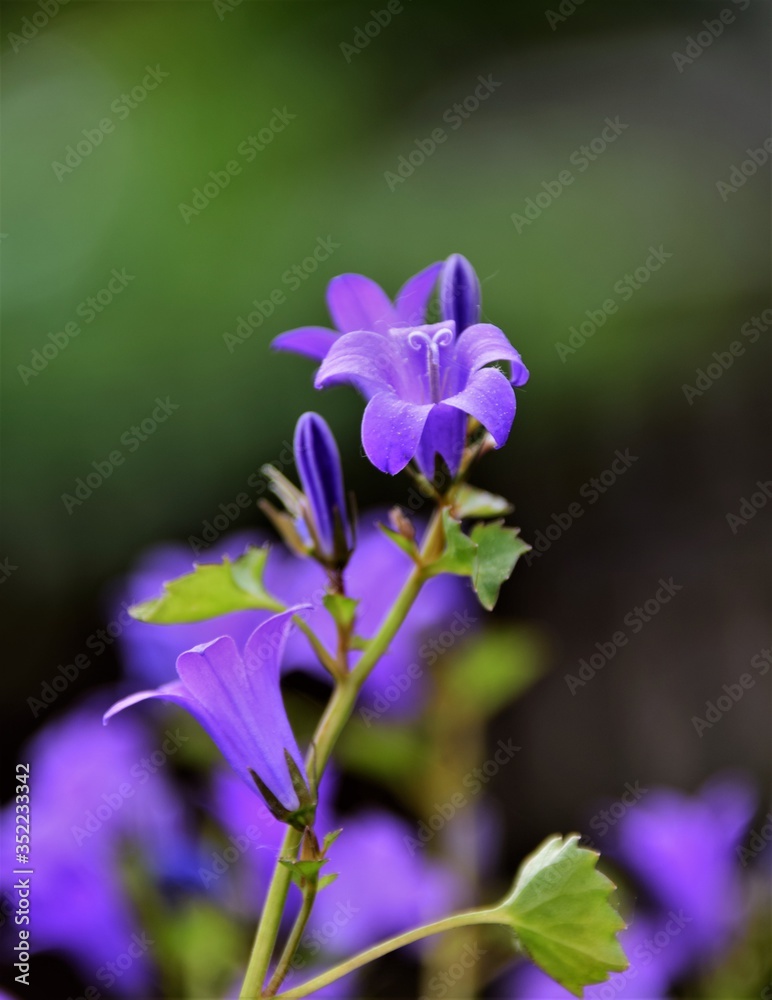 violet flower in the garden