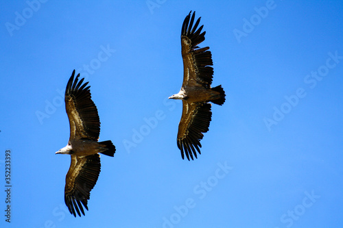 eagle in flight