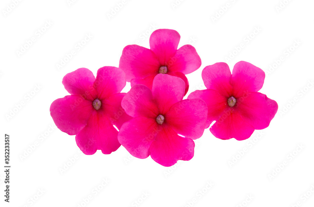Fototapeta premium pink verbena isolated