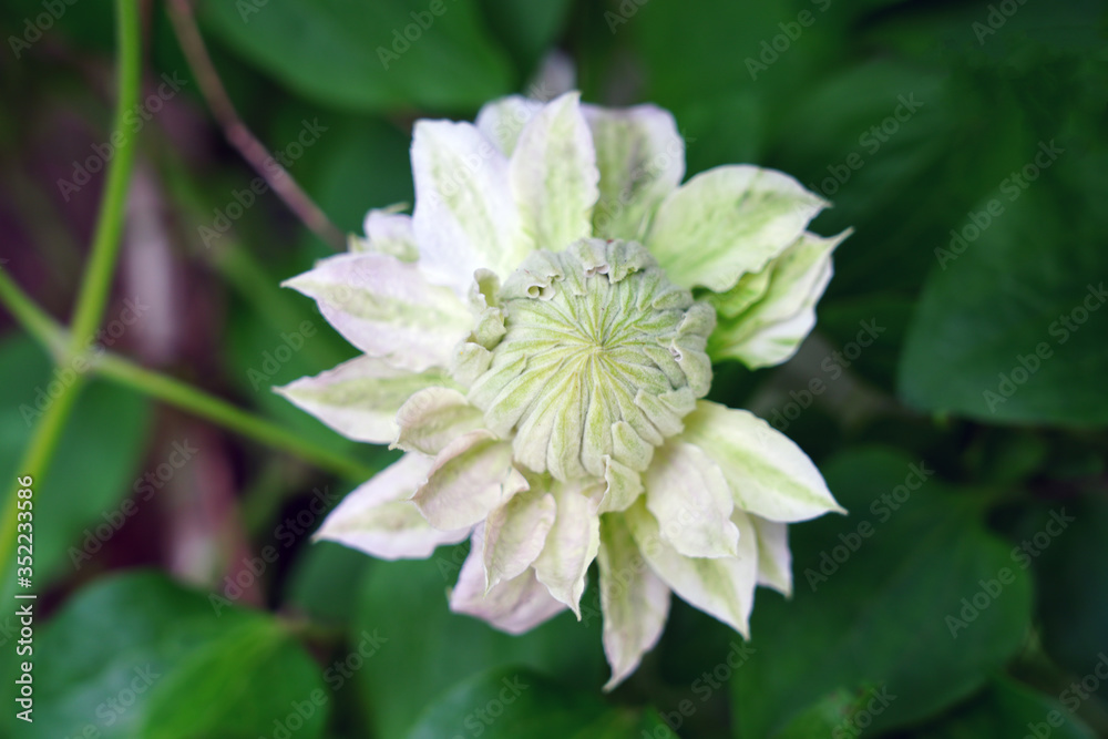 Pink and white double clematis flower on the vine Pink and white double clematis flower on the vine