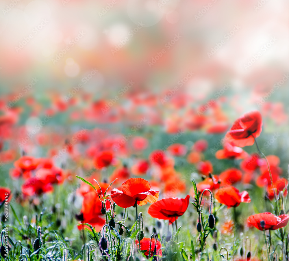 Obraz premium Tomatoes for Preserving.