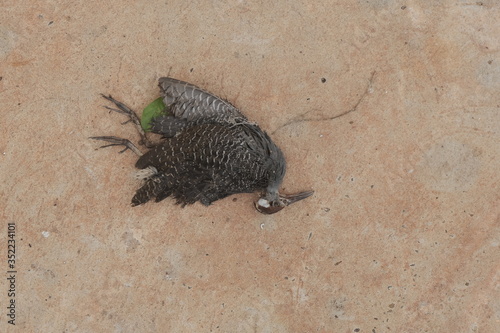 dead bird on the ground