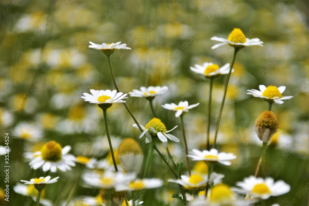 field of daisies field of daisies