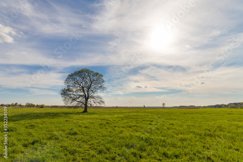 Lonely tree on the field in summer day