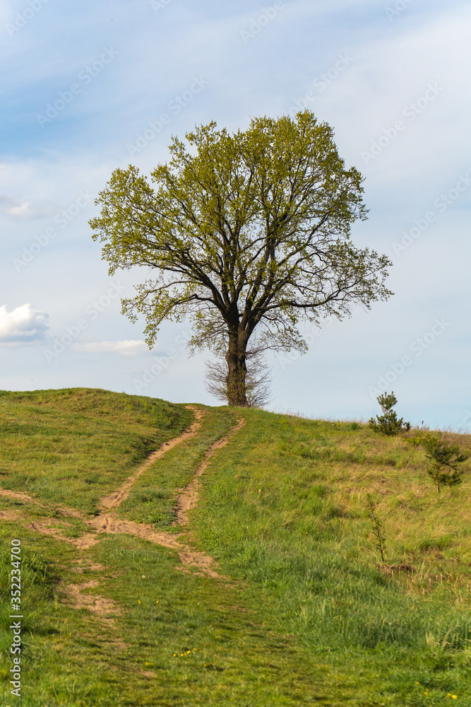 Lonely tree on the field in summer day. Lonely tree on the field in summer day.