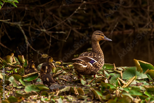 Duck with ducklings