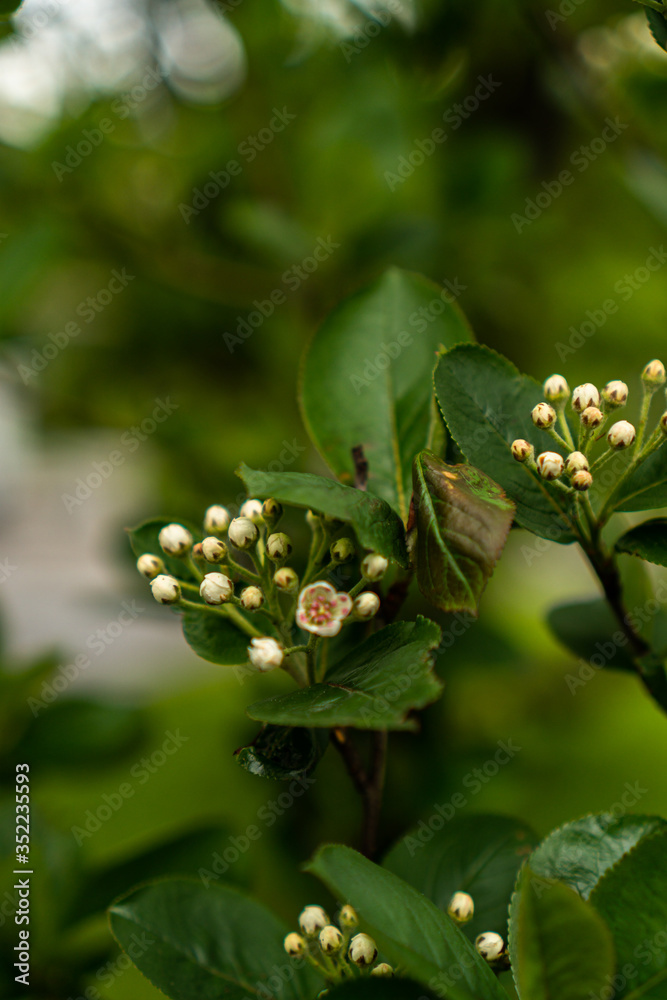 aronia flowers on a branch in spring aronia flowers on a branch in spring